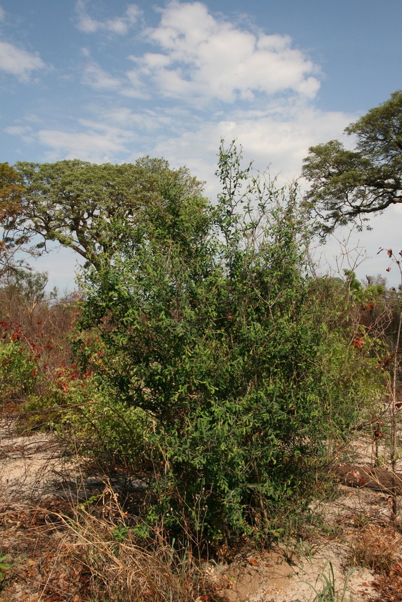 Euphorbia espinosa photo 6