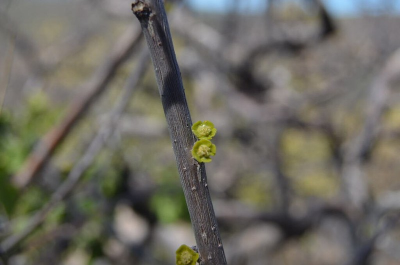 Euphorbia espinosa photo 7