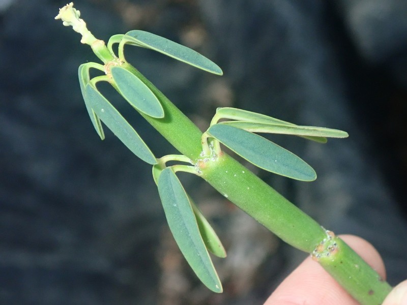 Euphorbia estevesii