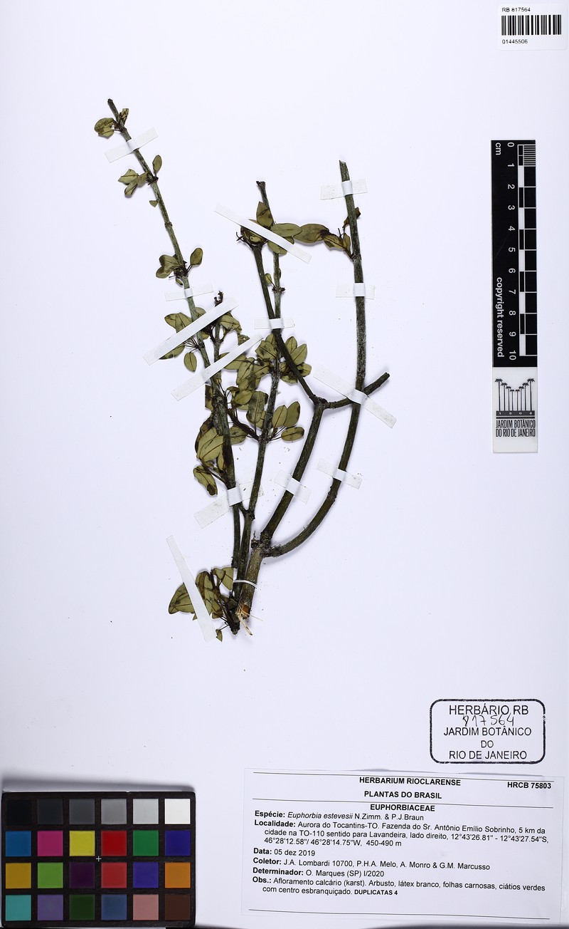 Euphorbia estevesii photo 2