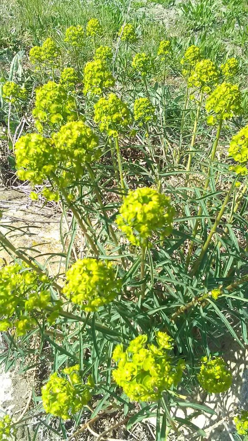 Leafy Spurge photo 3