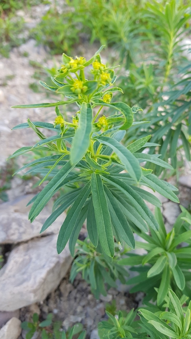 Leafy Spurge photo 4