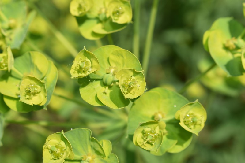 Leafy Spurge photo 5