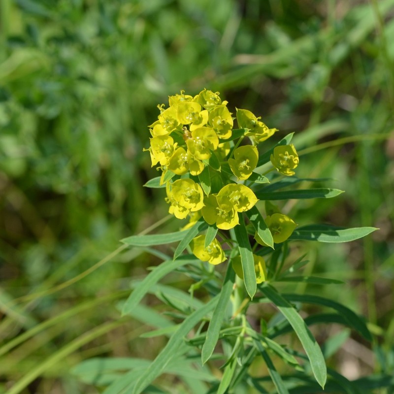Leafy Spurge photo 6