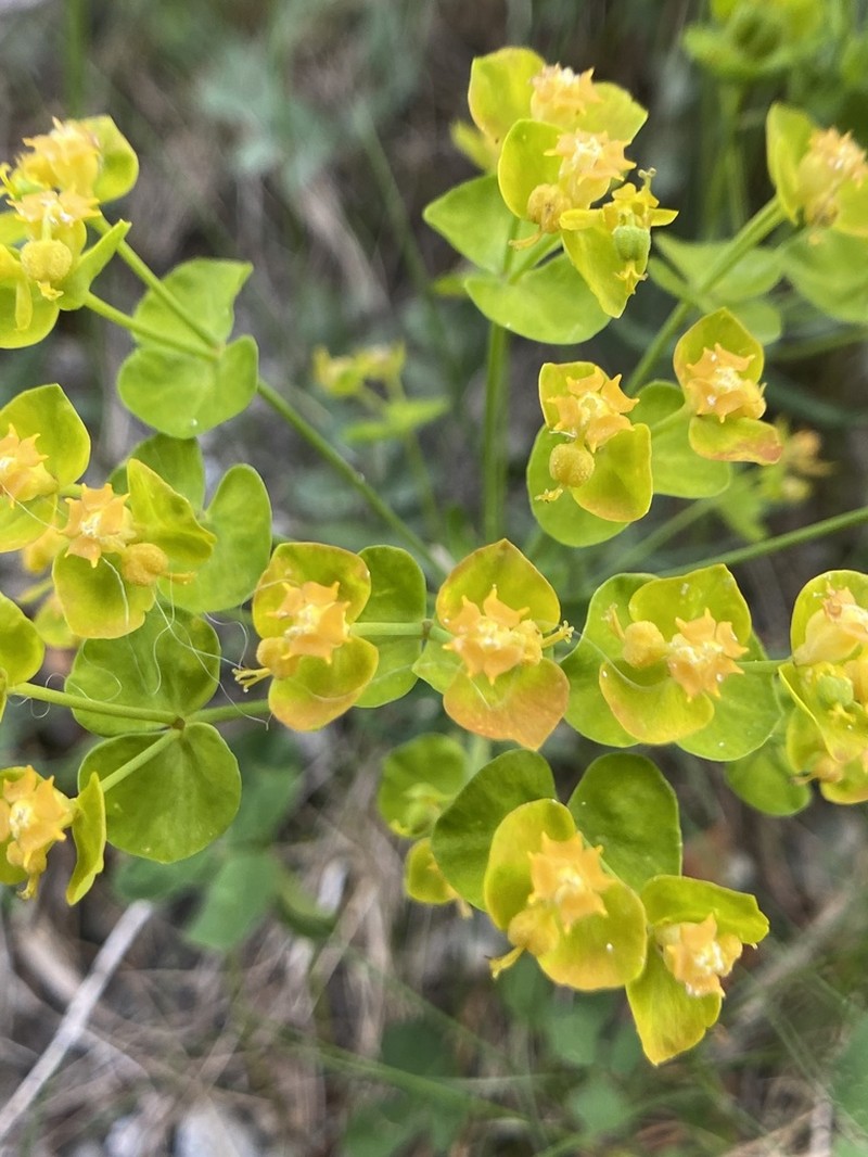 Leafy Spurge photo 7