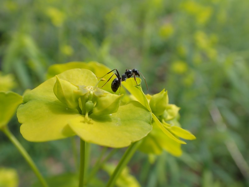 Leafy Spurge photo 4