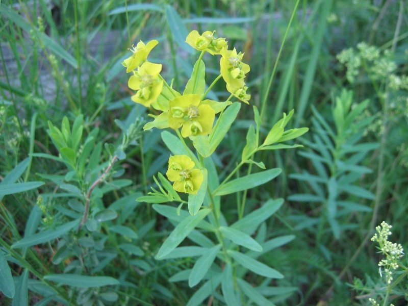 Leafy Spurge photo 2