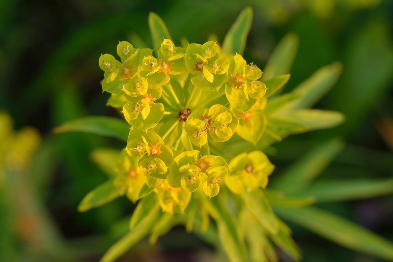 Leafy Spurge