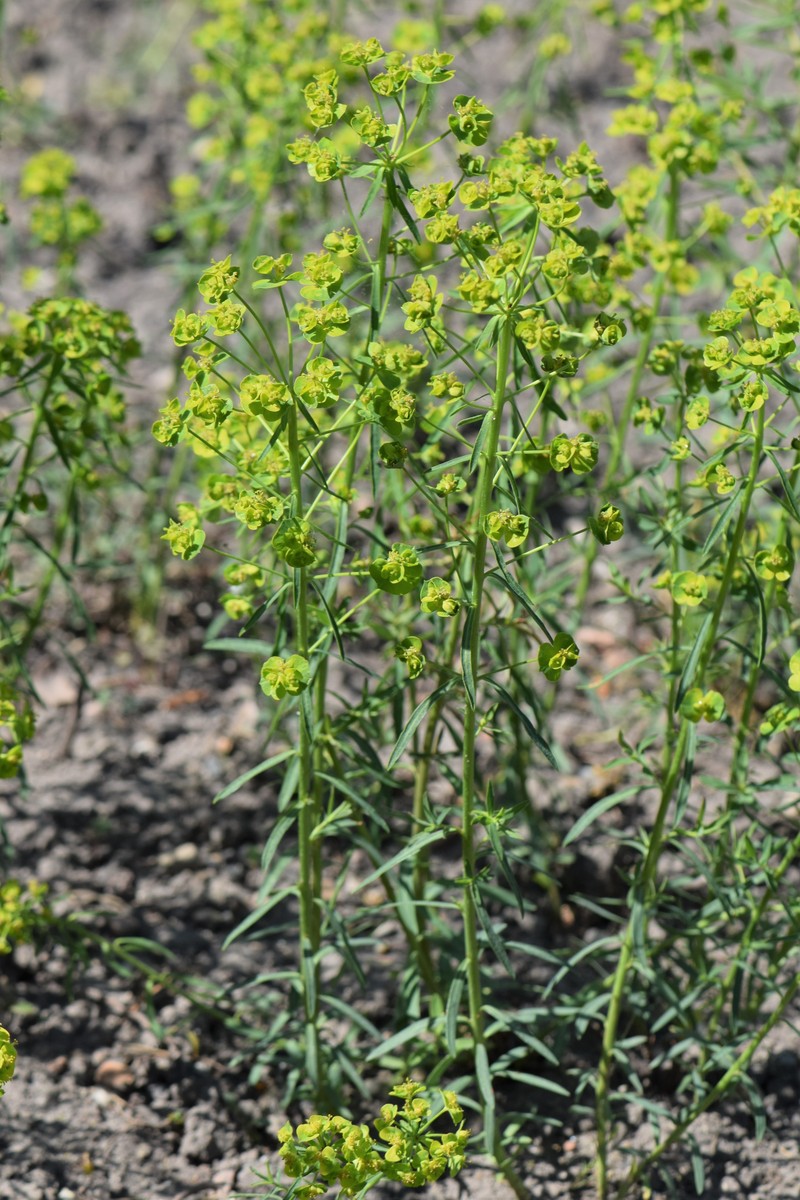 Leafy Spurge photo 3