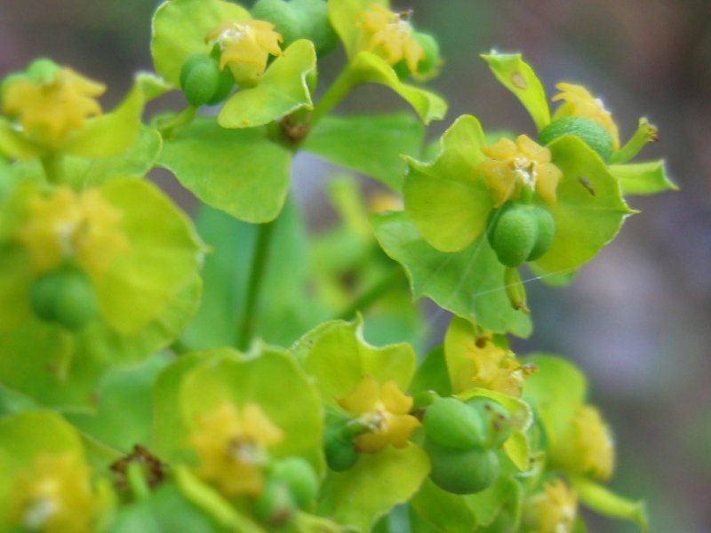Leafy Spurge photo 5