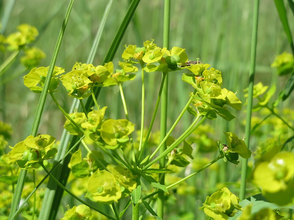 Leafy Spurge photo 6