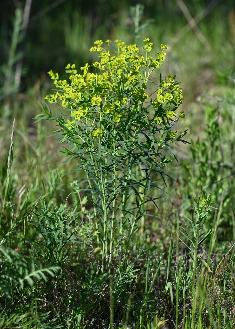 Leafy Spurge photo 7