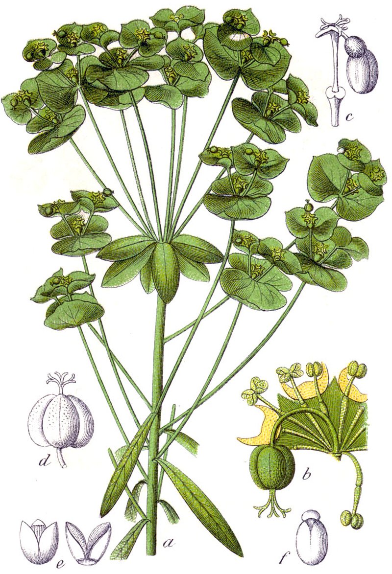Leafy Spurge photo 8