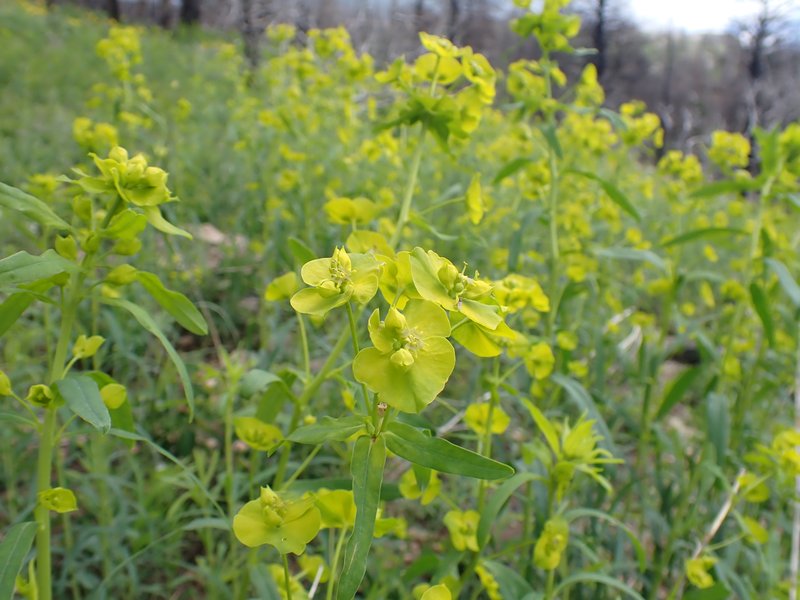 Leafy Spurge photo 9