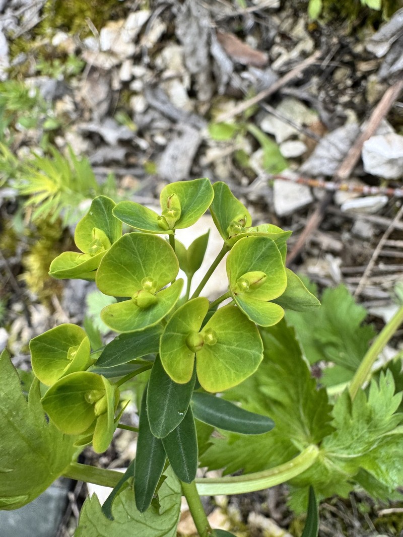 Euphorbia esula subsp. esula