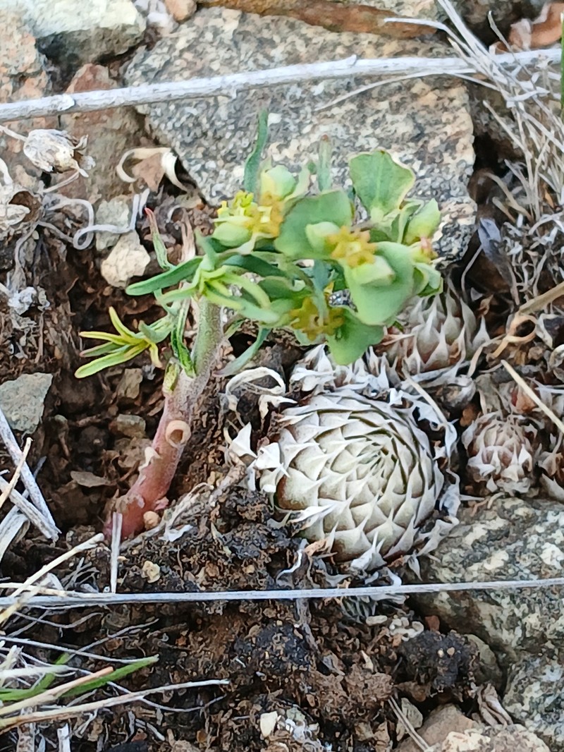 Euphorbia esula subsp. esula photo 2