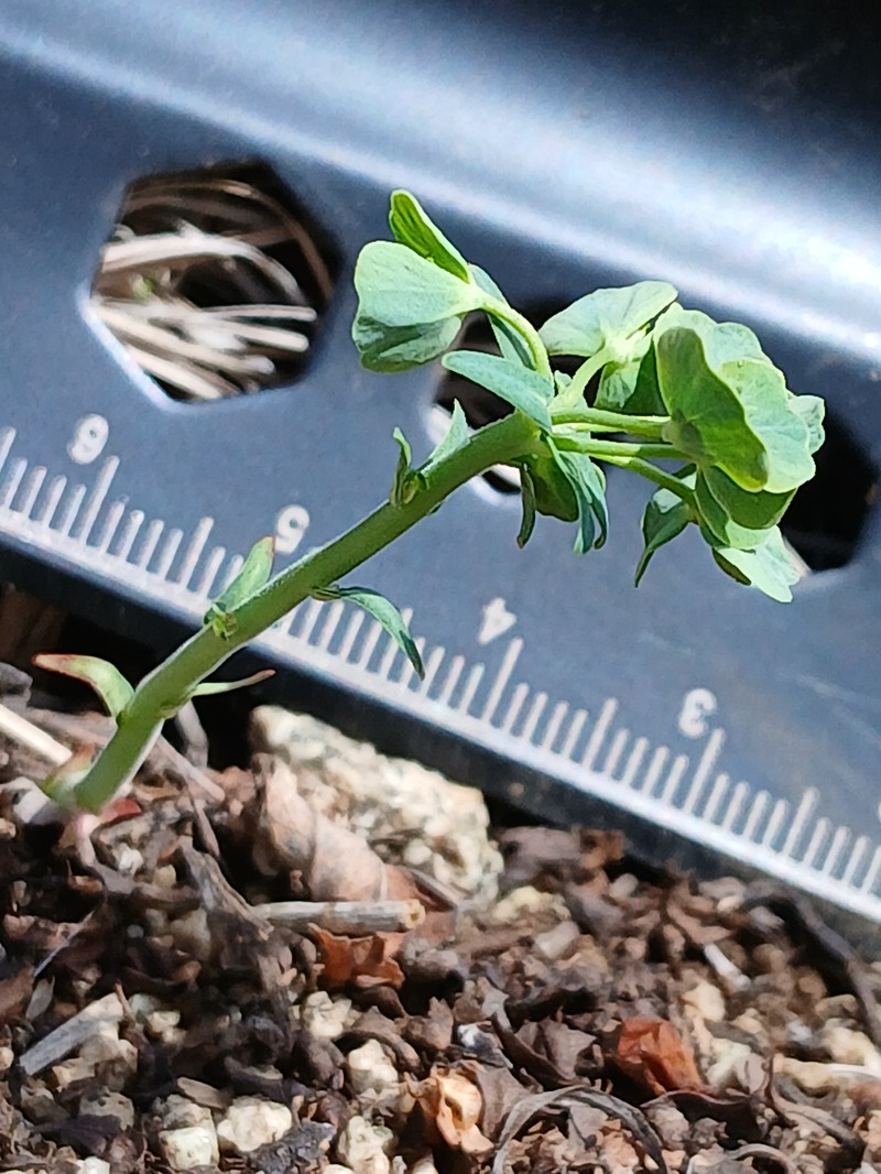 Euphorbia esula subsp. esula photo 3