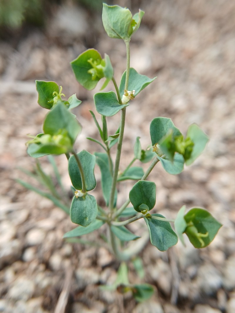 Euphorbia esula subsp. esula photo 4