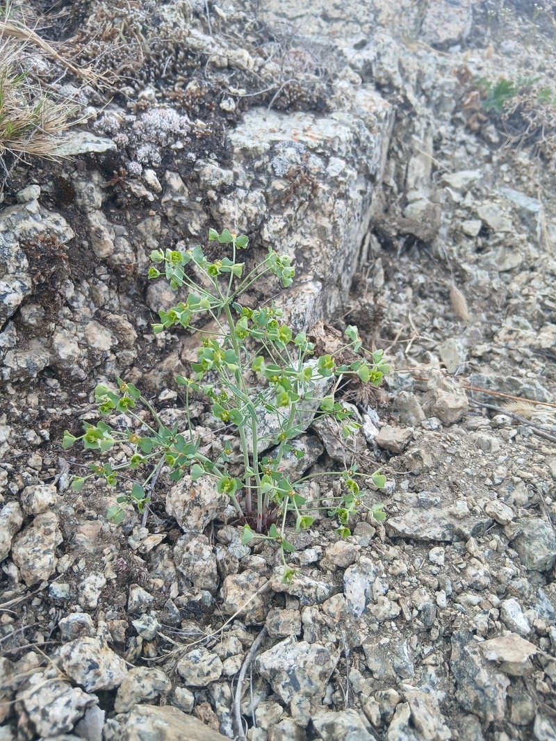Euphorbia esula subsp. esula photo 5