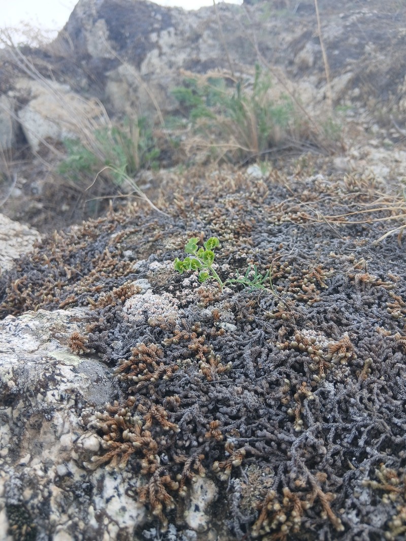 Euphorbia esula subsp. esula photo 6