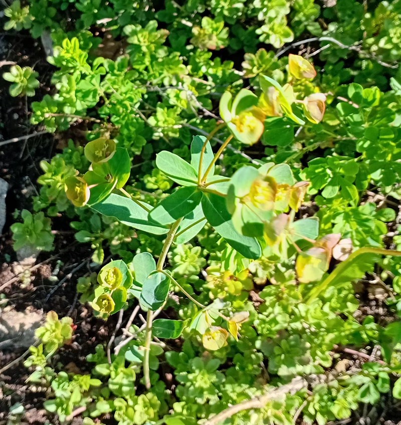 Euphorbia esula subsp. esula photo 8