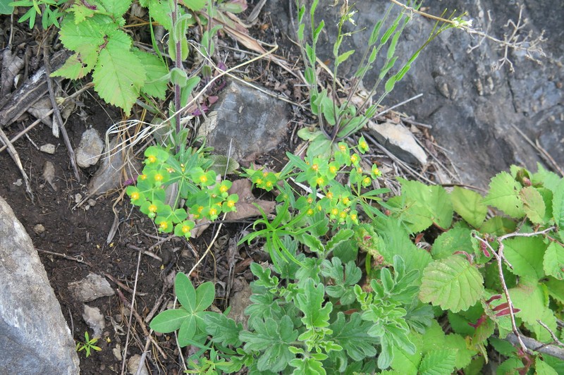Euphorbia esula var. cyparissioides
