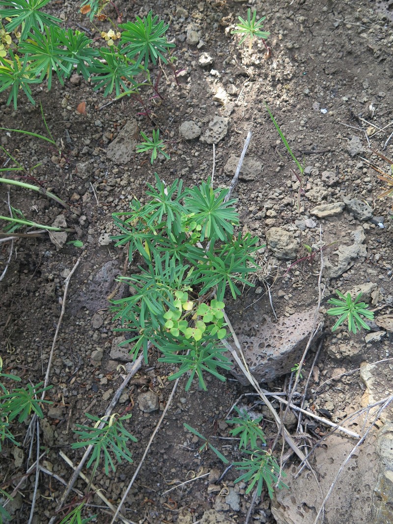 Euphorbia esula var. cyparissioides photo 2
