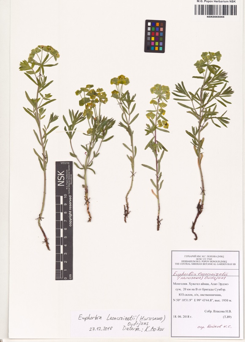 Euphorbia esula var. cyparissioides photo 3