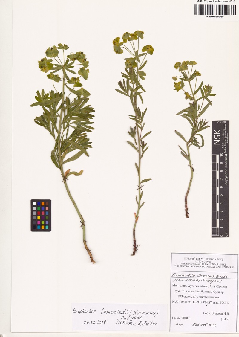 Euphorbia esula var. cyparissioides photo 4