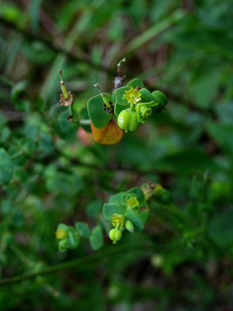 Euphorbia esuliformis