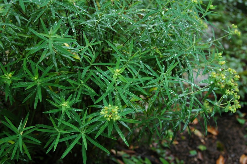 Euphorbia esuliformis photo 2