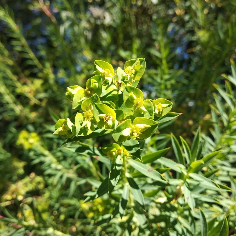 Euphorbia esuliformis photo 3