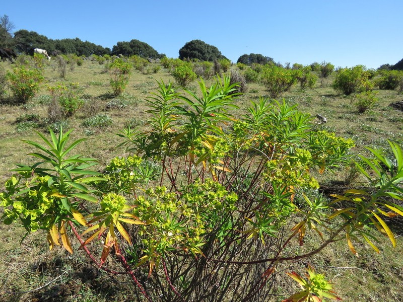 Euphorbia esuliformis photo 4