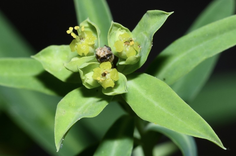 Euphorbia esuliformis photo 5