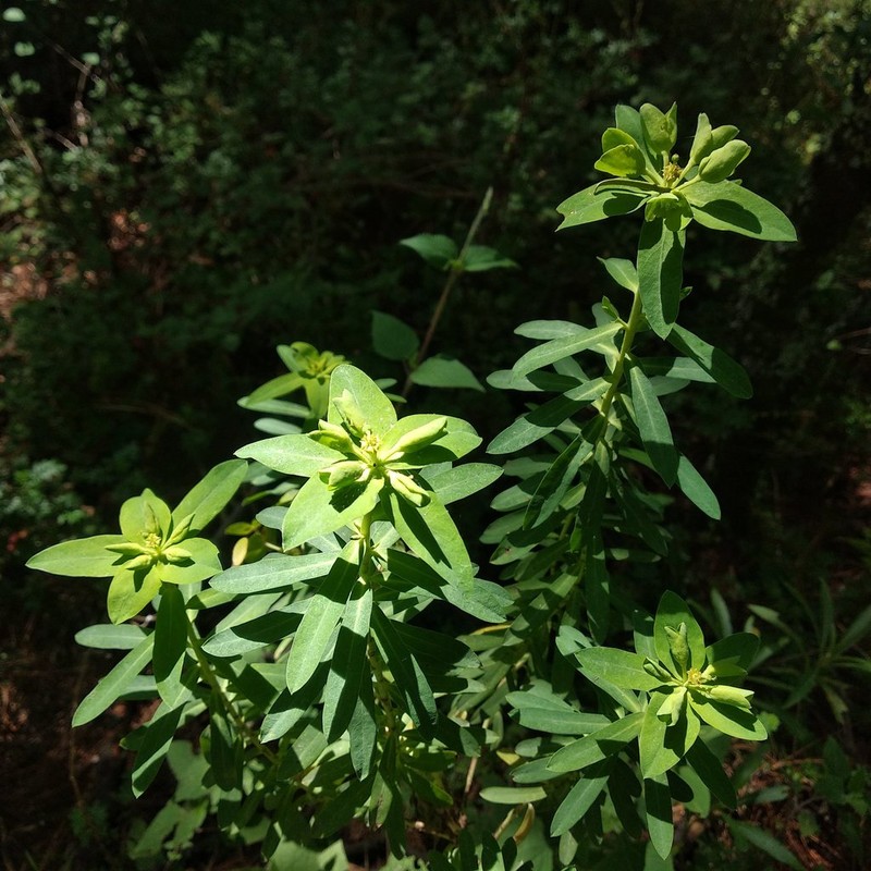 Euphorbia esuliformis photo 6