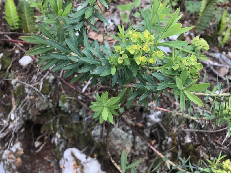 Euphorbia esuliformis photo 7