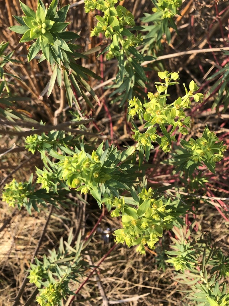 Euphorbia esuliformis photo 8