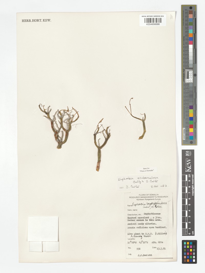 Euphorbia etuberculosa