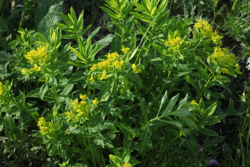 Euphorbia eugeniae