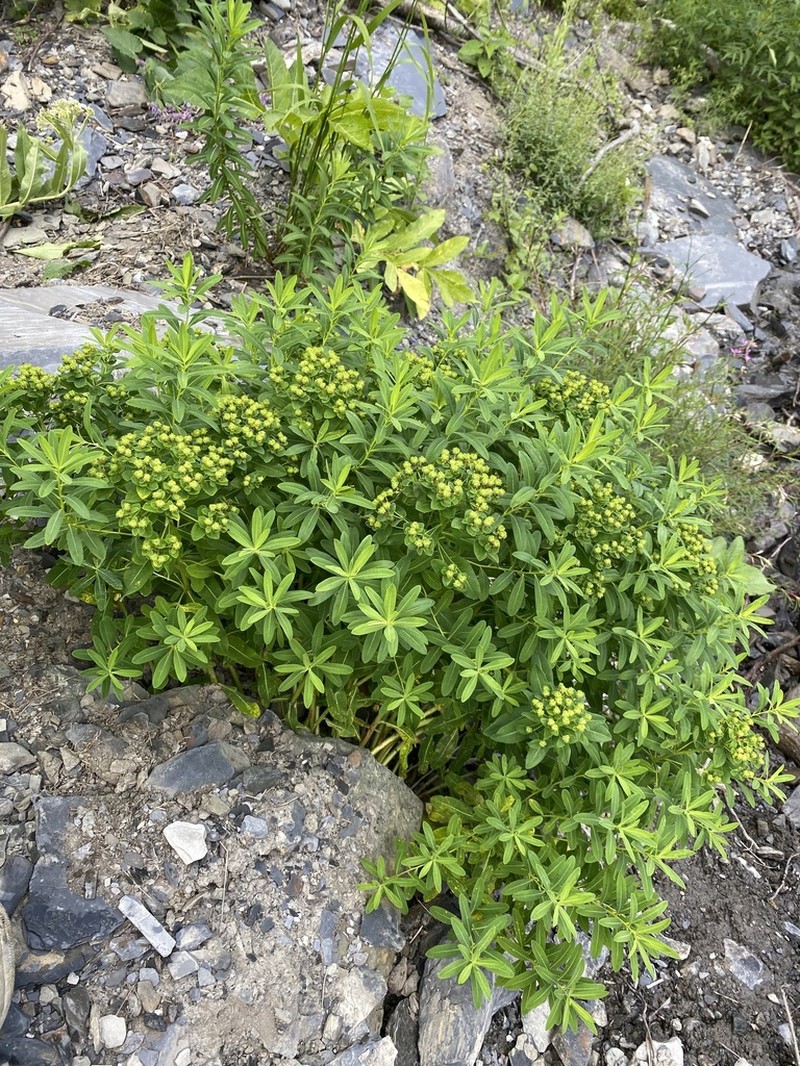Euphorbia eugeniae photo 2