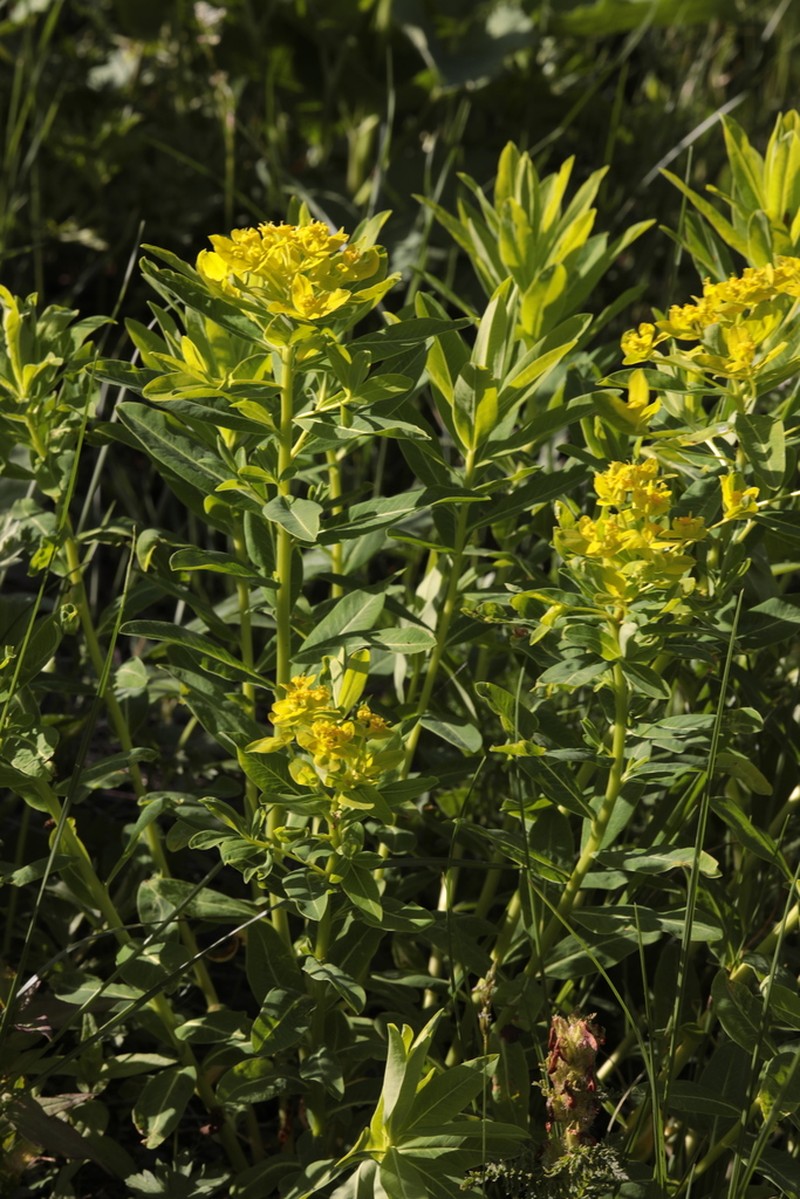 Euphorbia eugeniae photo 3