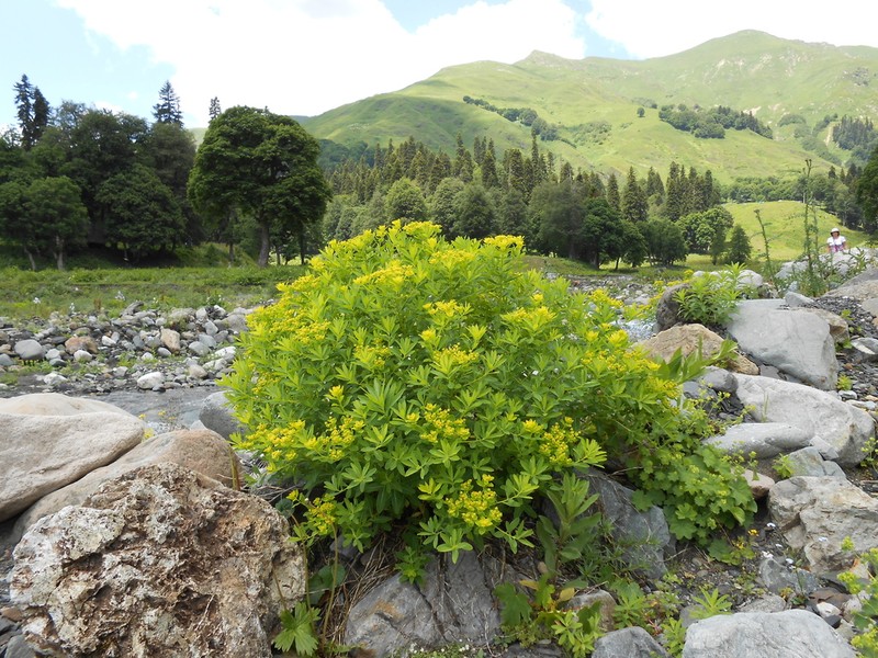 Euphorbia eugeniae photo 4