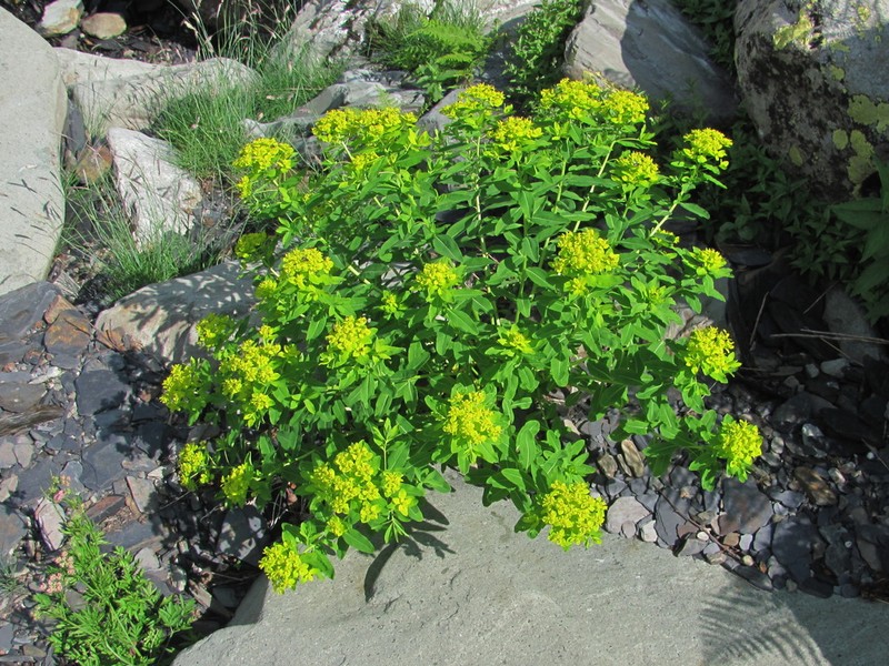 Euphorbia eugeniae photo 5