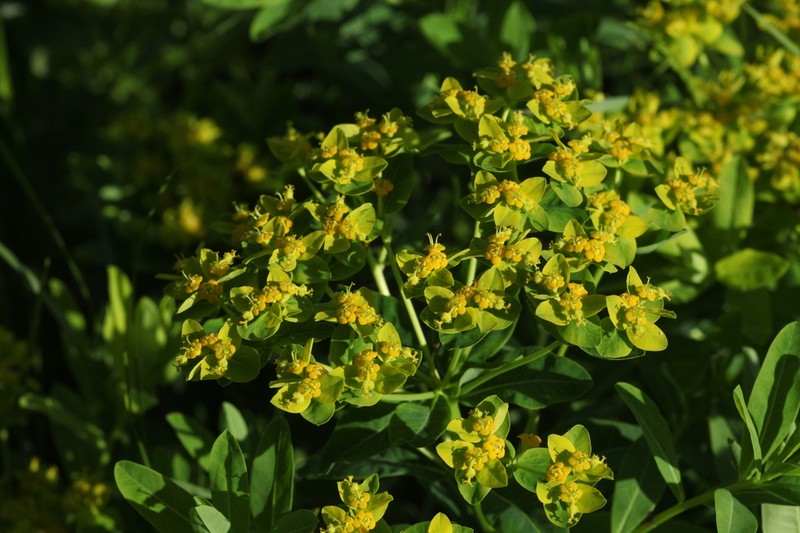 Euphorbia eugeniae photo 6