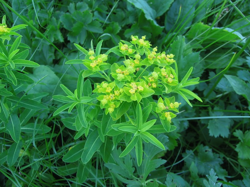 Euphorbia eugeniae photo 7