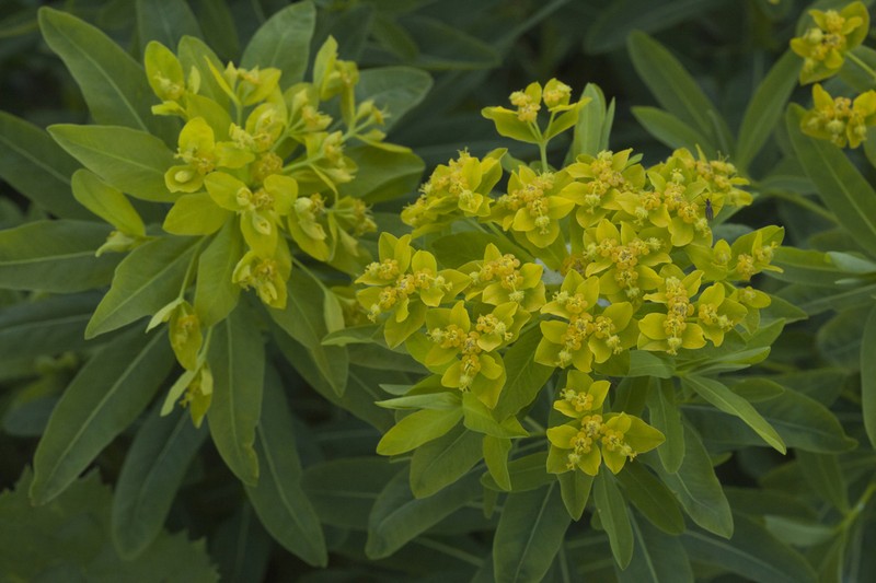Euphorbia eugeniae photo 8