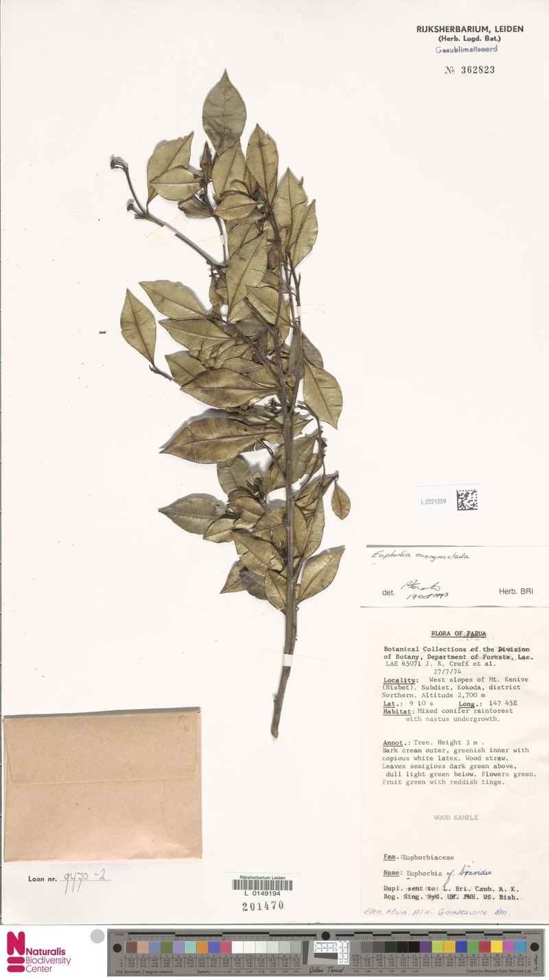 Euphorbia euonymoclada