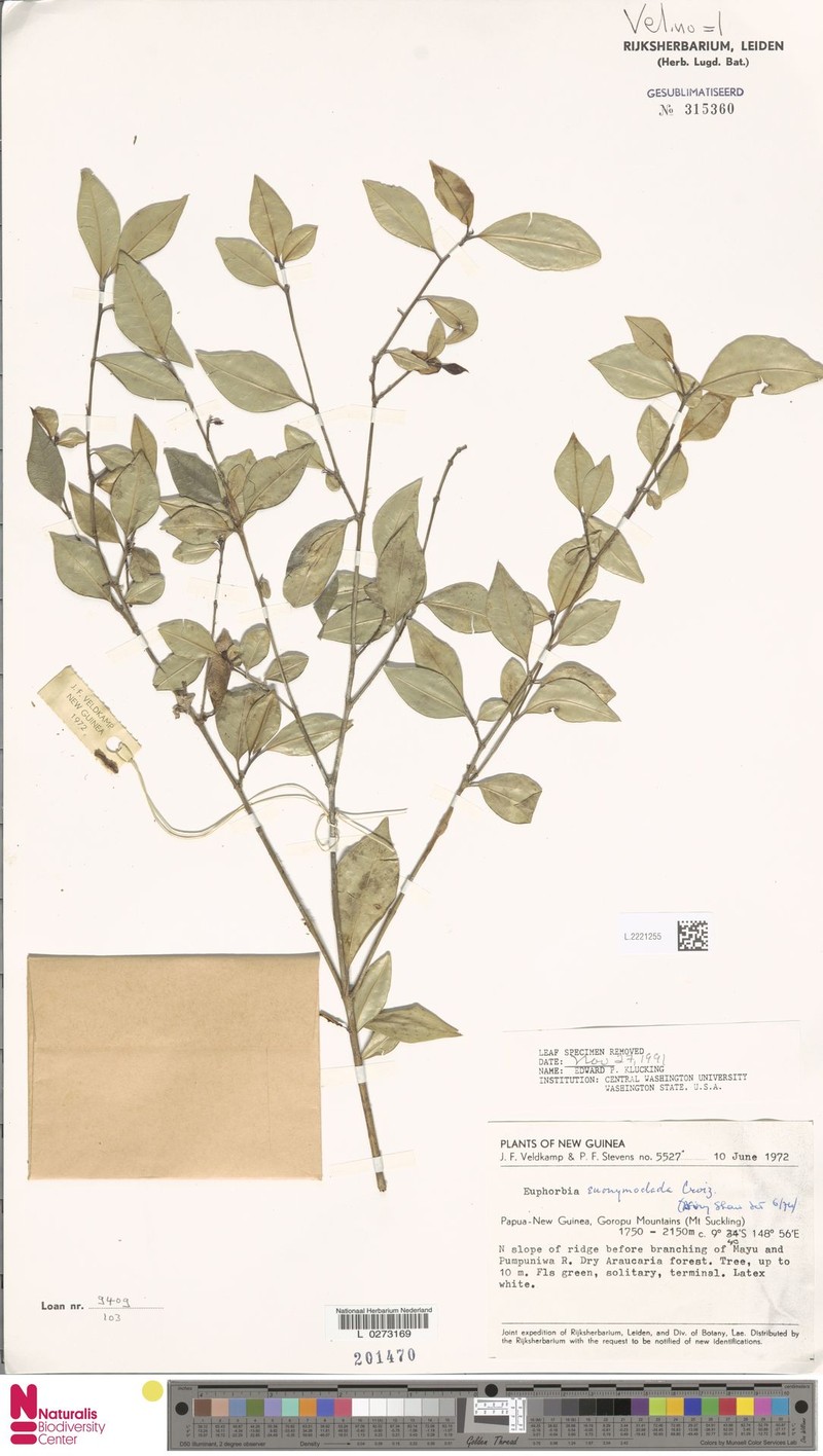 Euphorbia euonymoclada photo 2