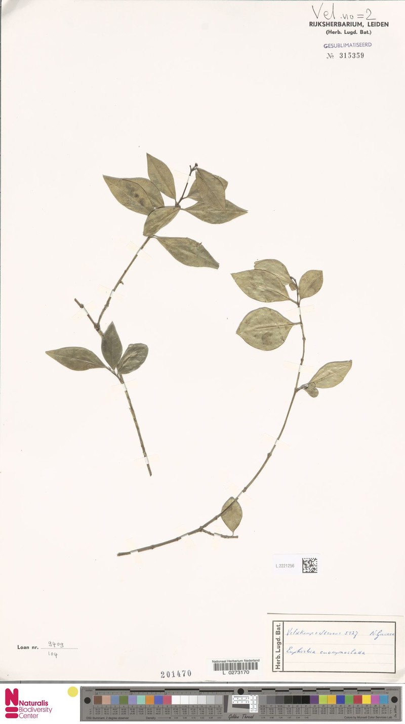 Euphorbia euonymoclada photo 3