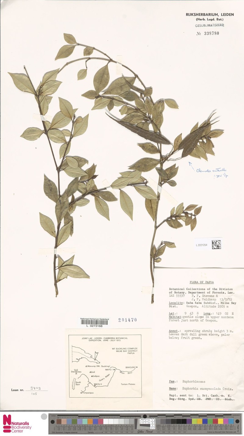 Euphorbia euonymoclada photo 4